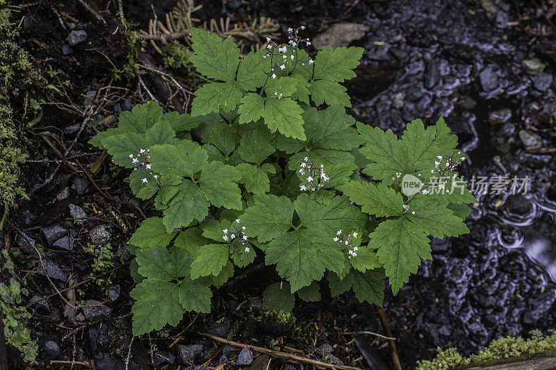 光滑铝根，Heuchera glabra，汤加斯国家森林，巴拉诺夫岛，阿拉斯加锡特卡。